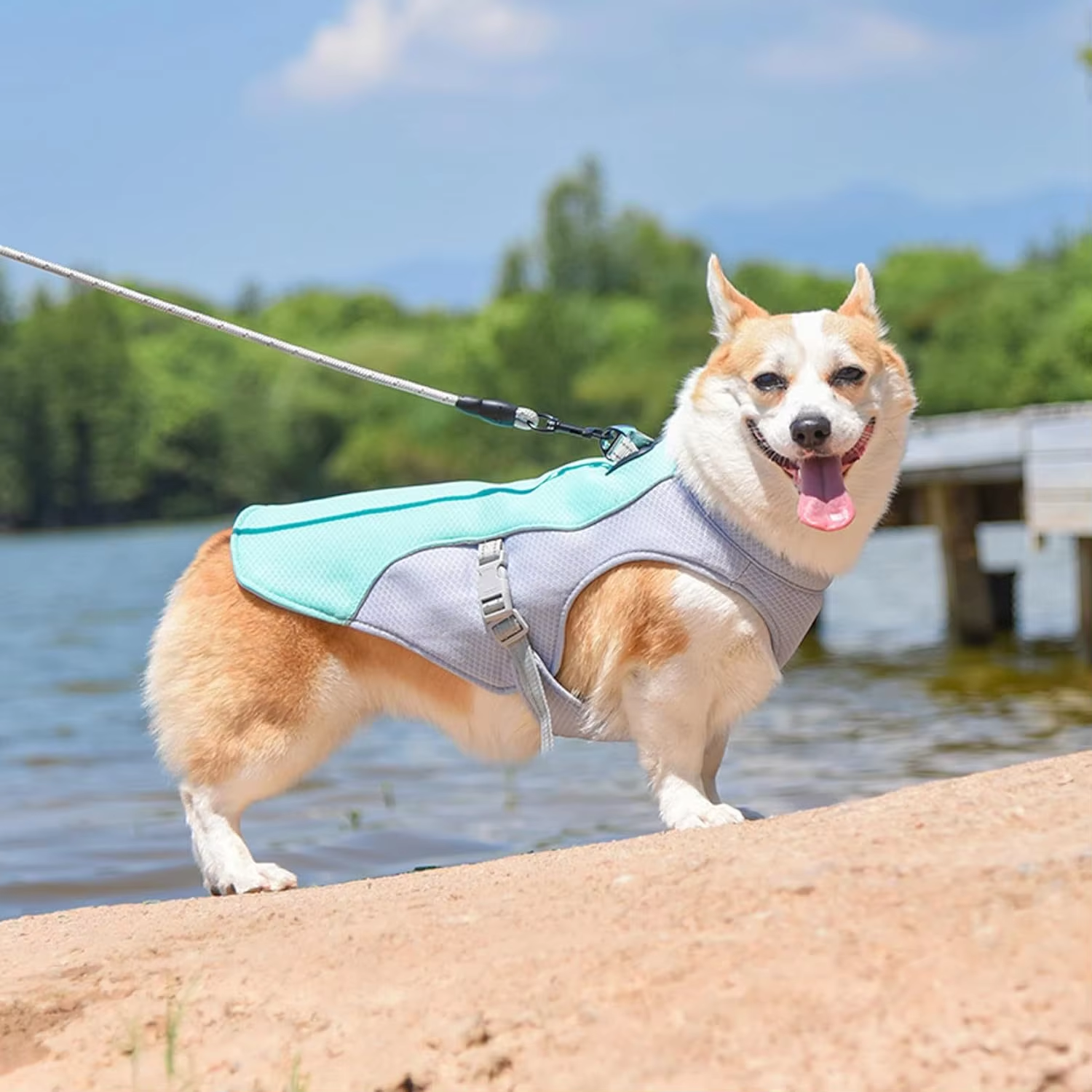 Chien portant le gilet rafraîchissant en promenade